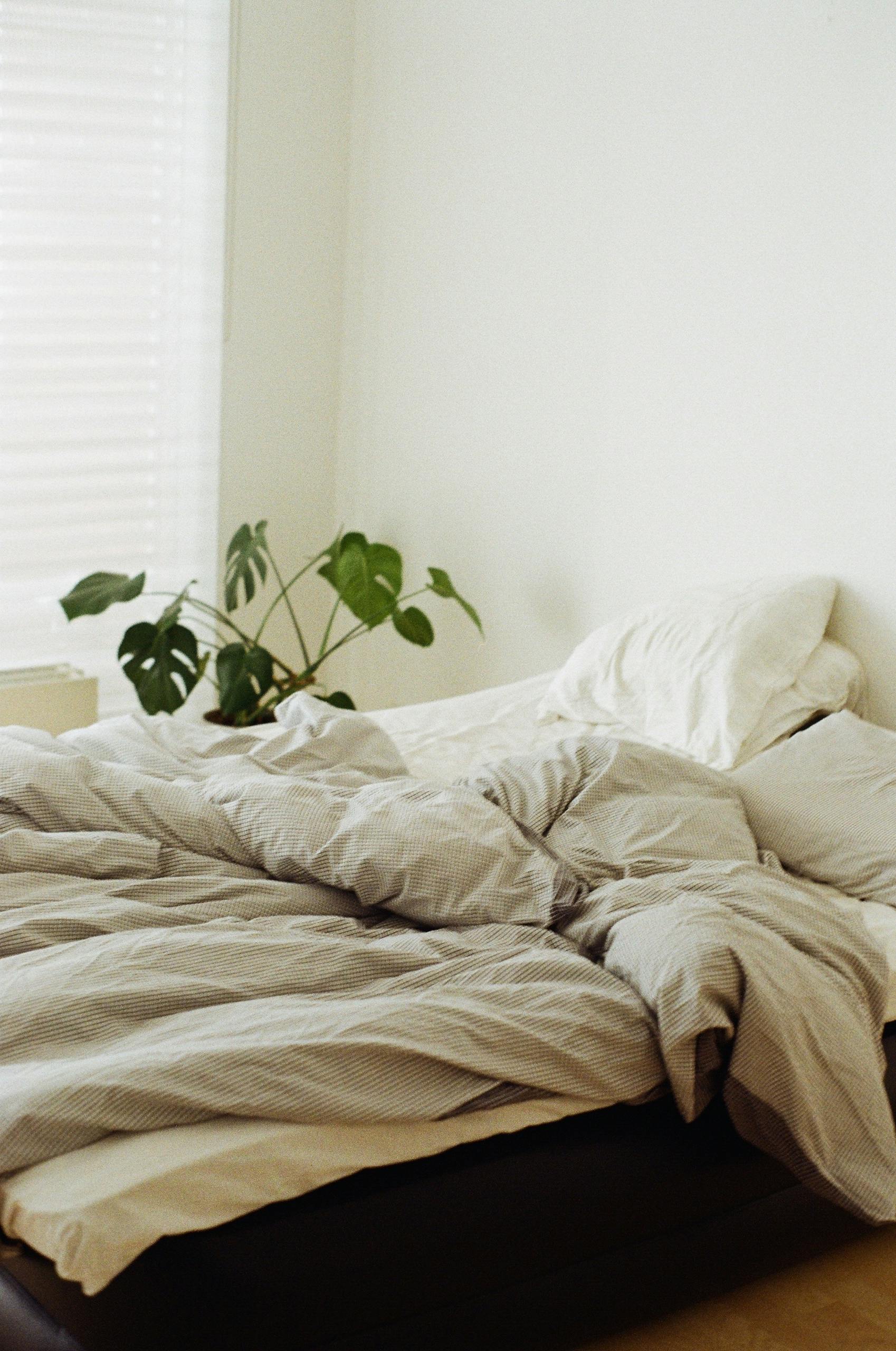 A warm and inviting bedroom features a messy bed with white linens and a lush monstera plant beside it.